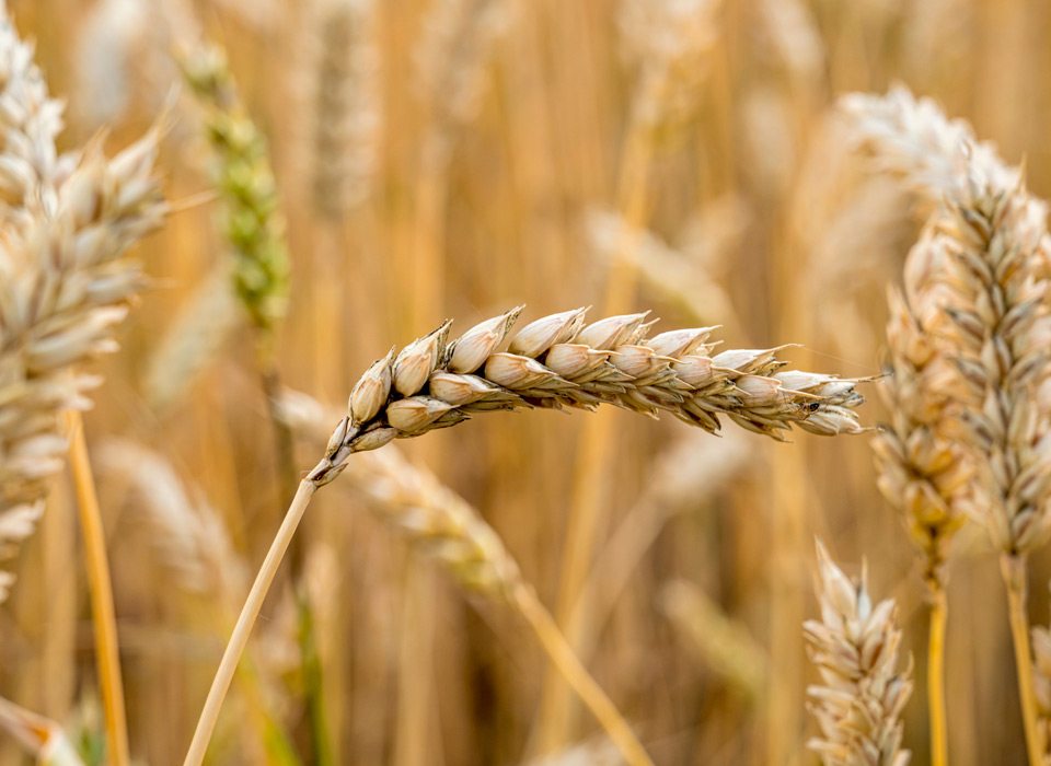 Cultivant Qualitat a la Comarca